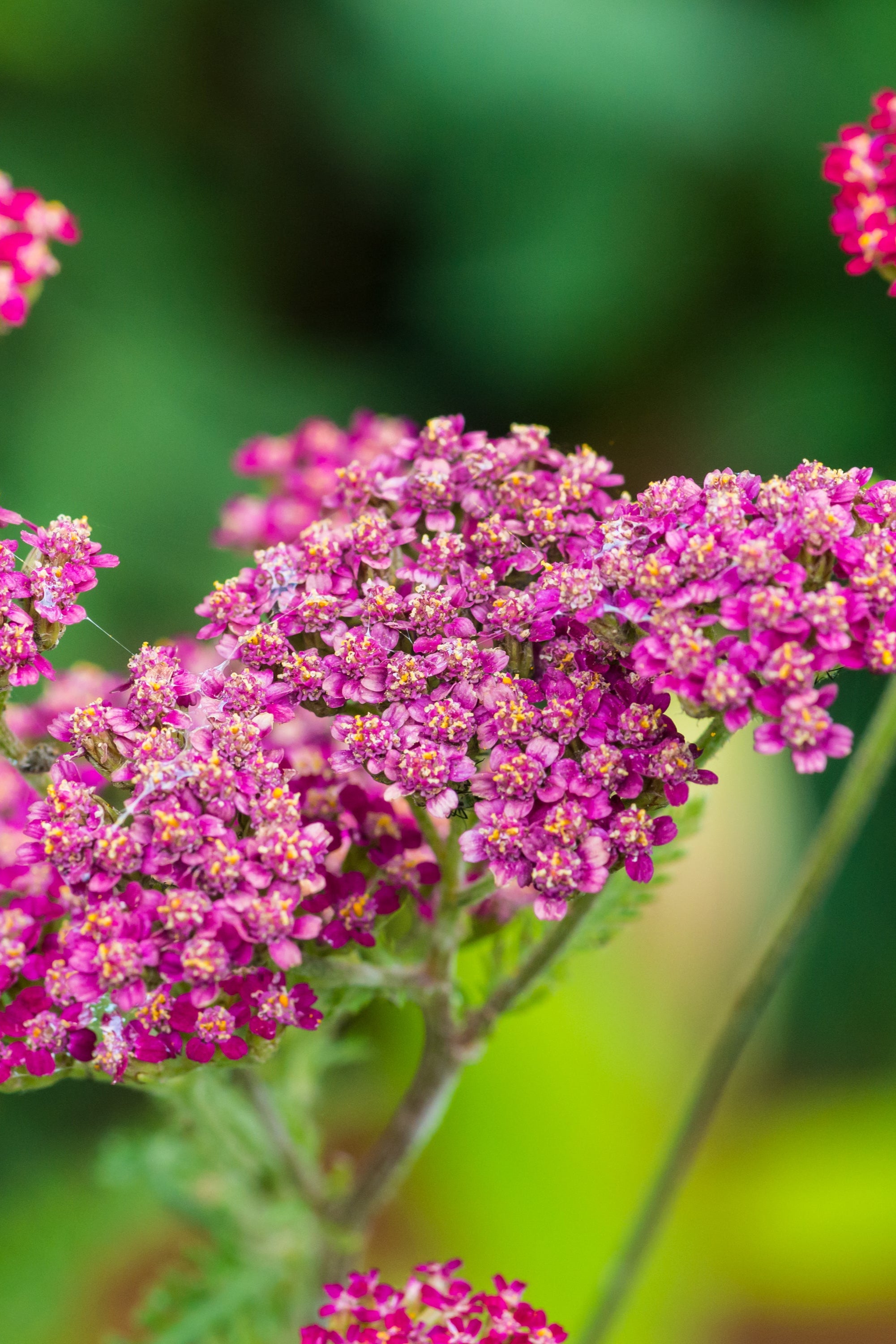 Achillea Millefolium Cassis