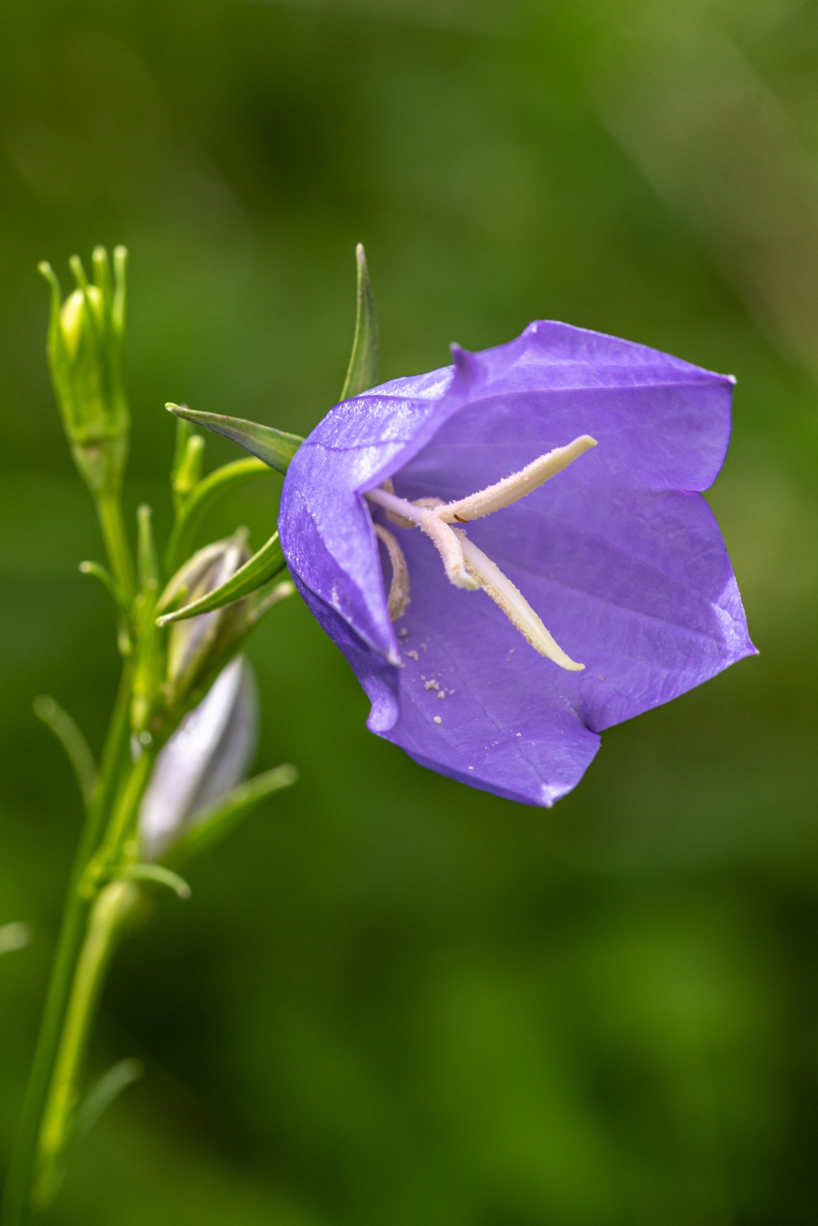 Campánula Persicifolia