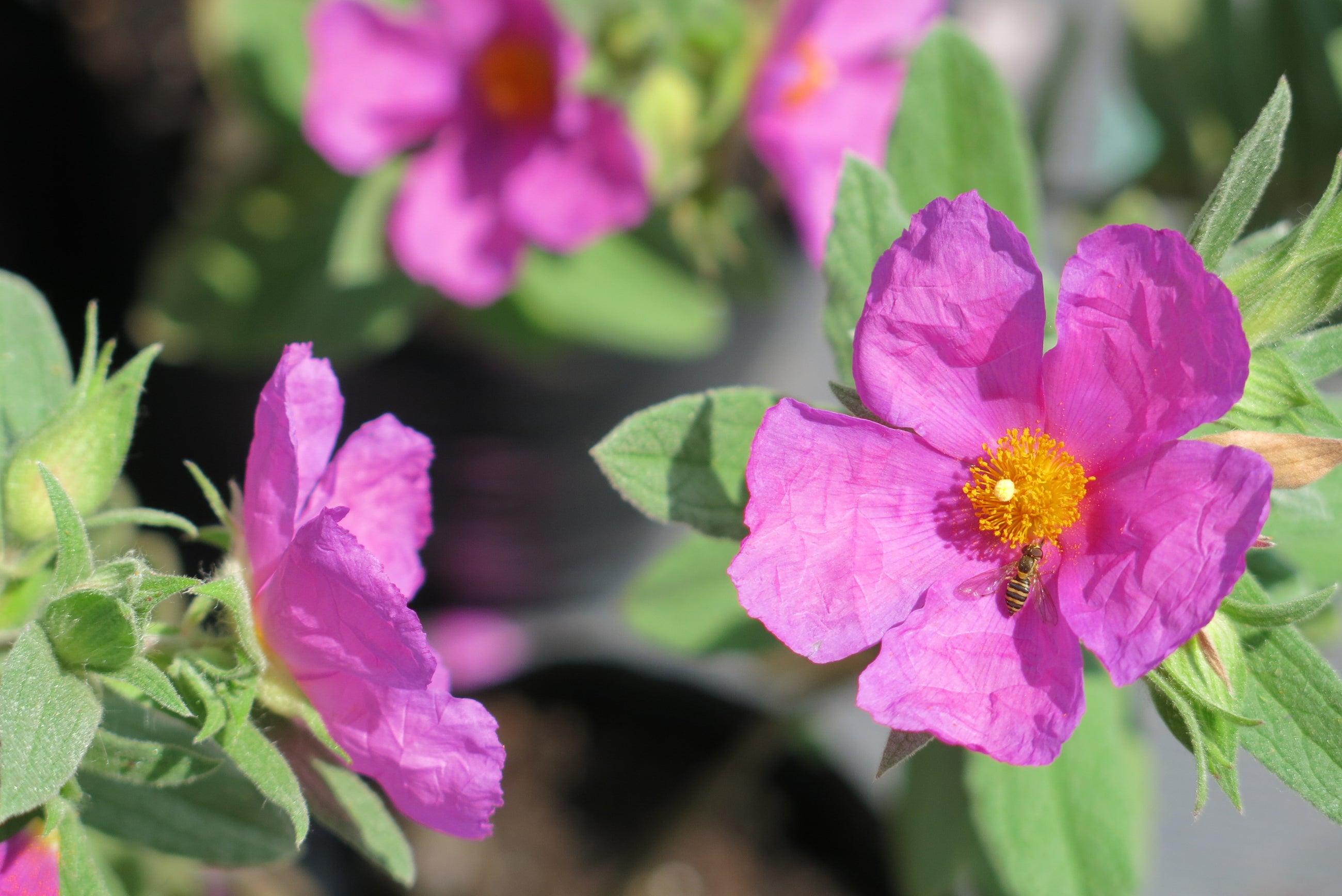 Cistus Albidus