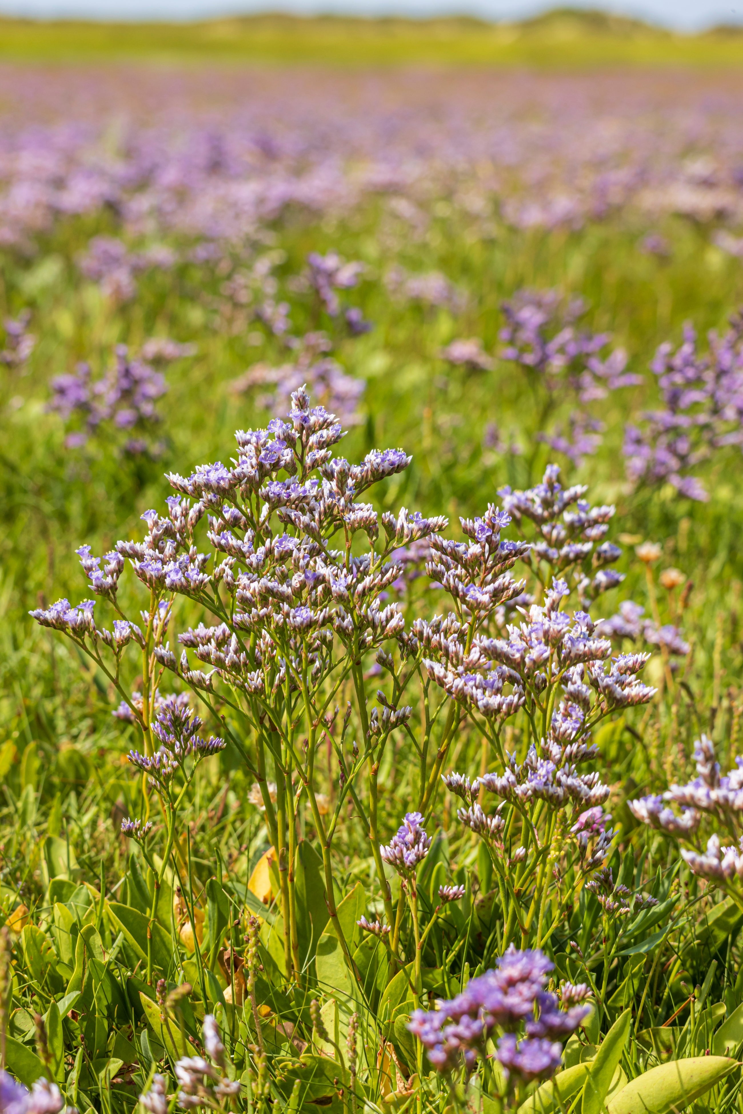 Limonium Latifolium