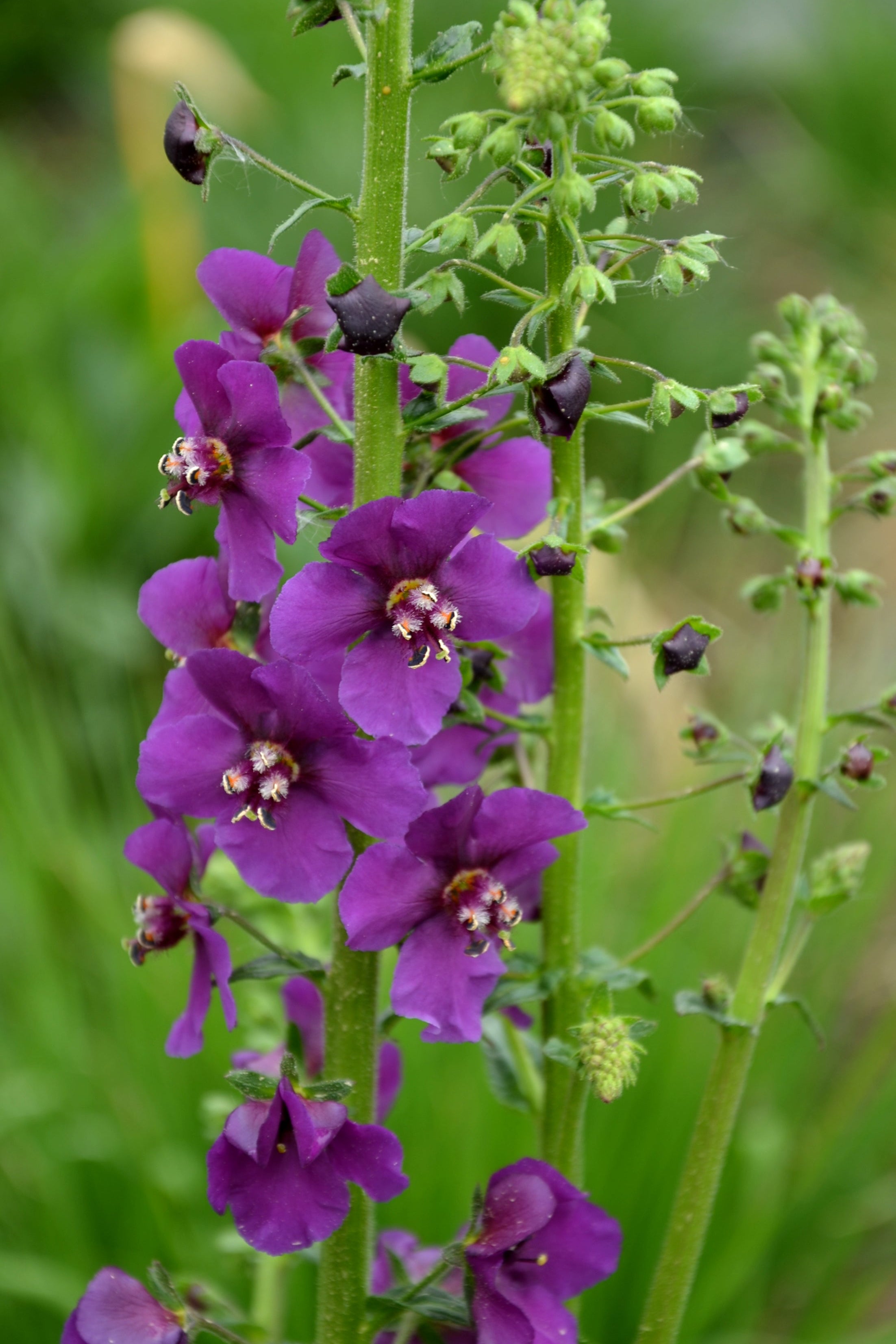Verbascum Phoeniceum Violeta