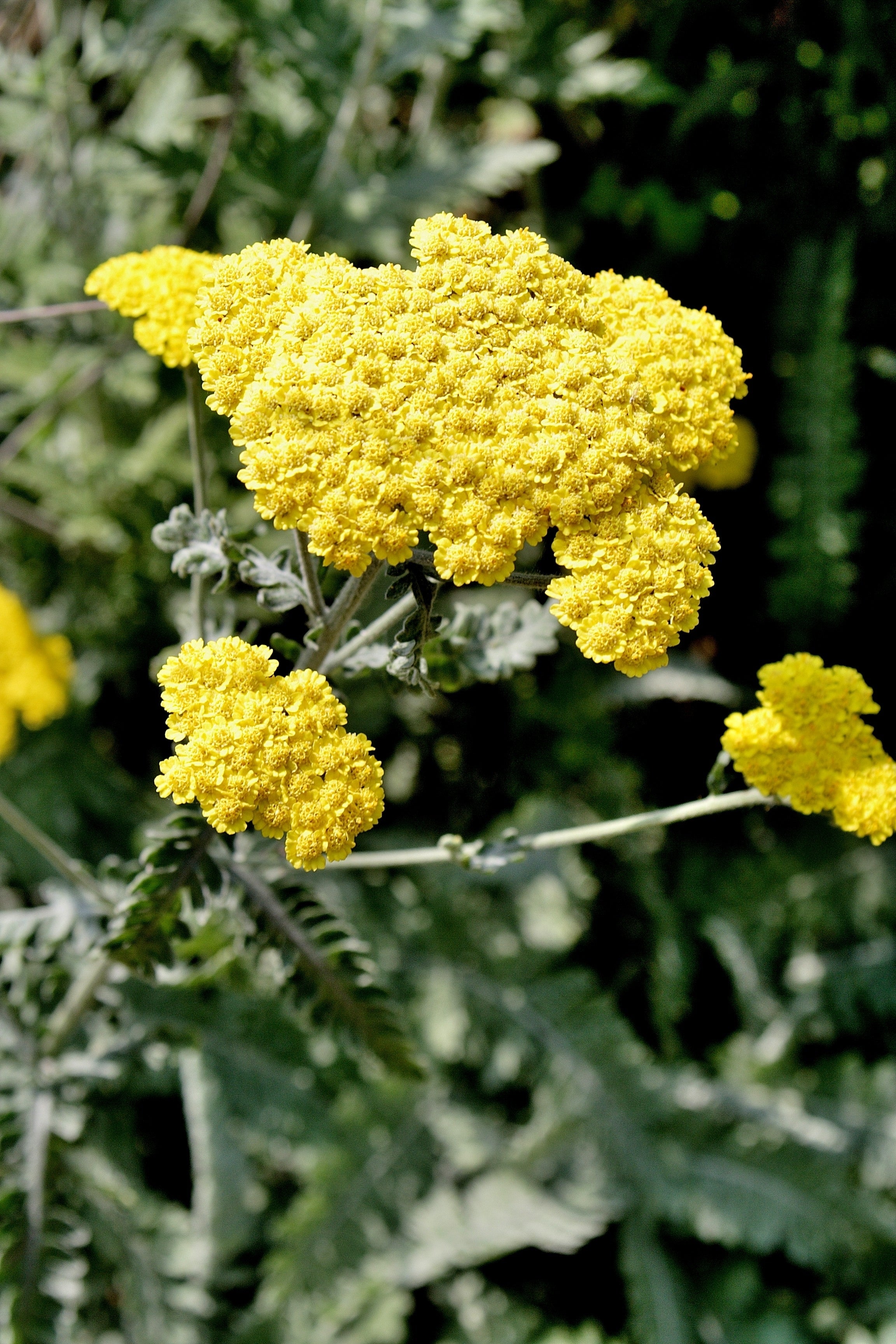 Achillea taygetea