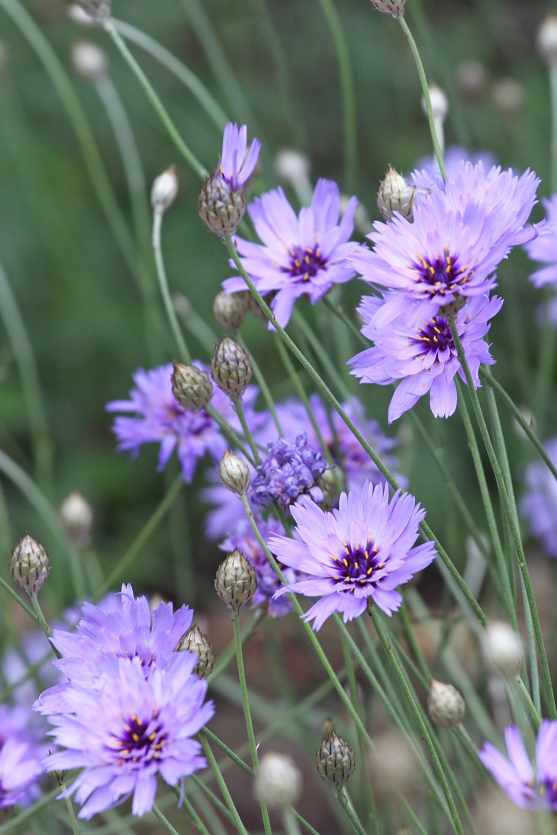 Catananche Caerulea