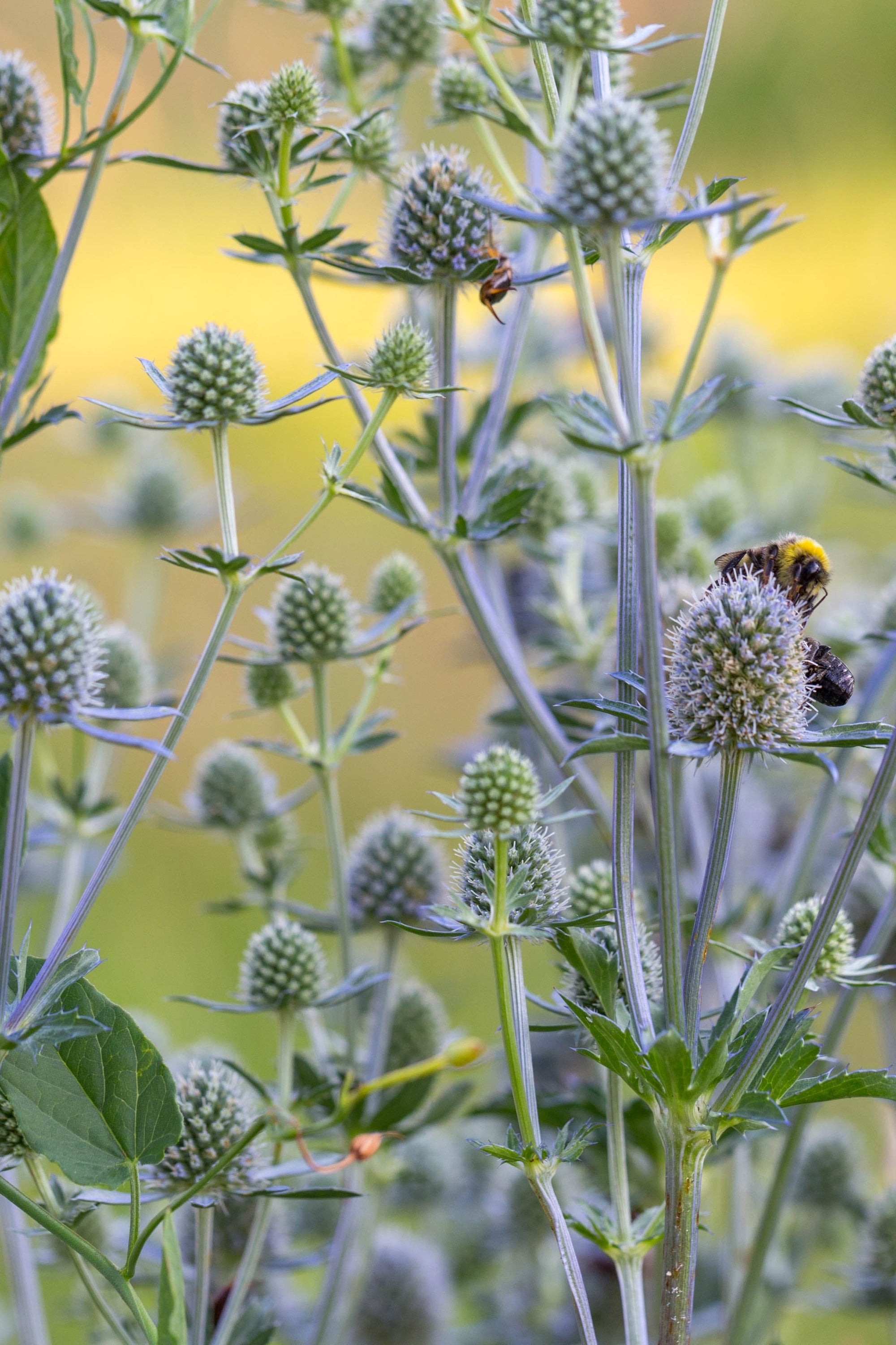 Eryngium Planum
