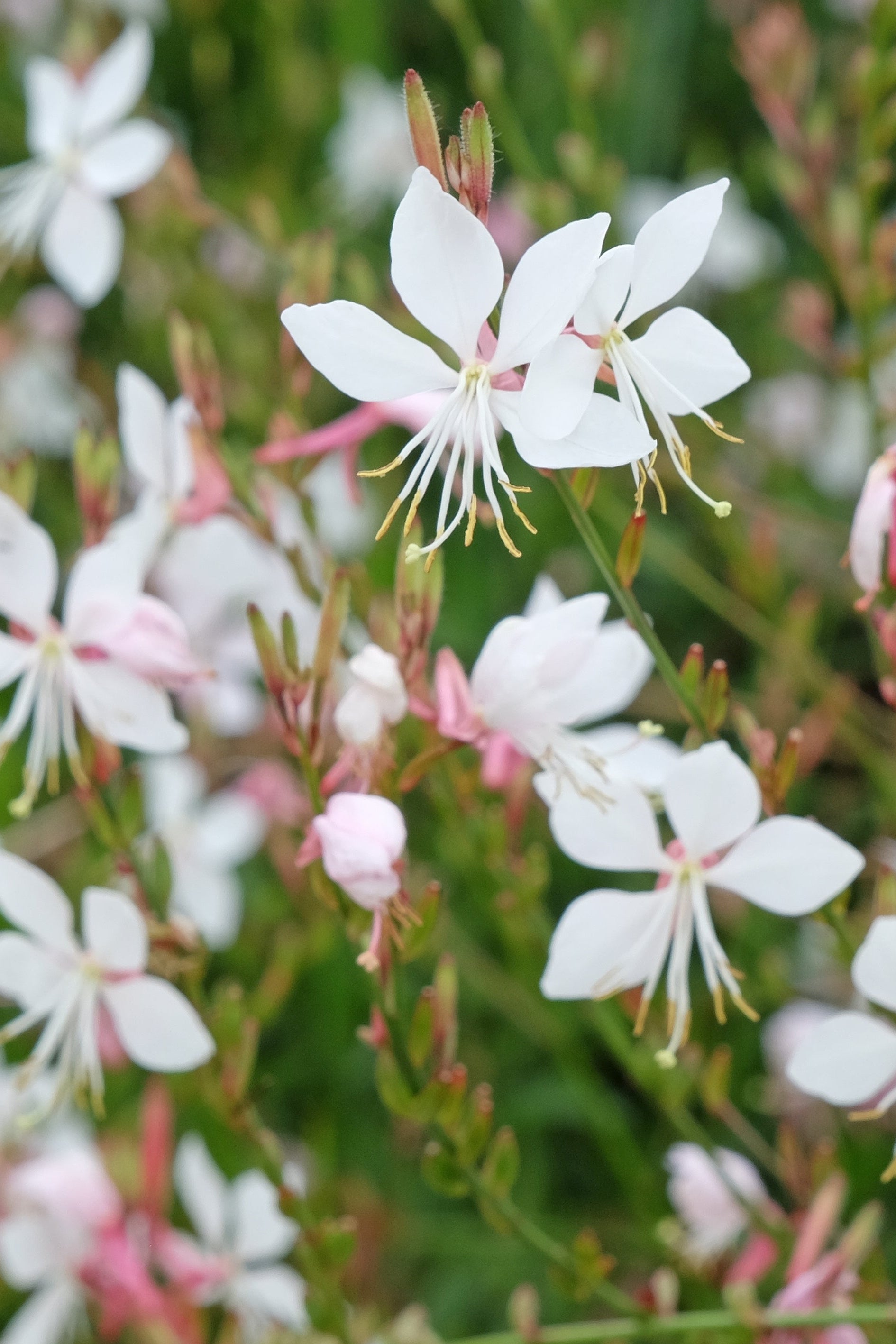 Gaura Lindheimeri - Gaura Blanca