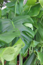 Philodendro Monstera