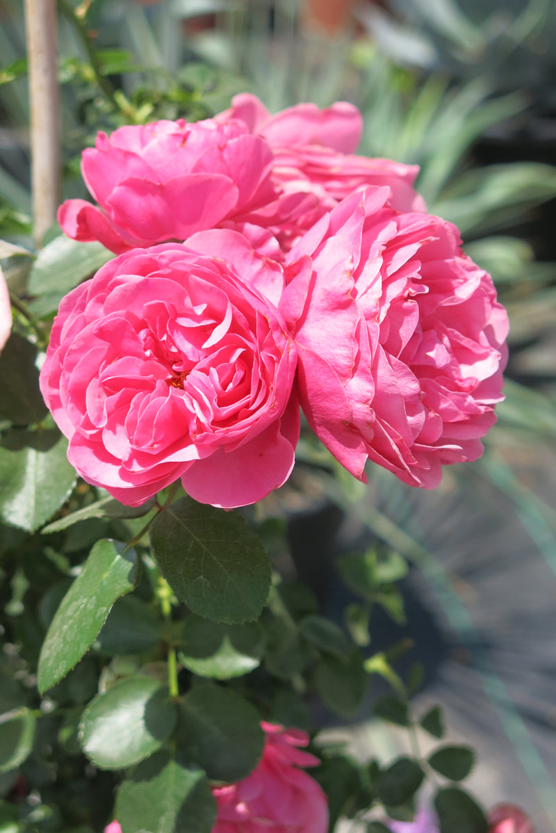 Rosa Trepadora "Allegro"