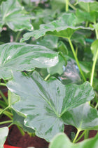 Philodendro Paraguayo