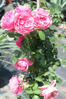 Rosa Trepadora "Allegro"