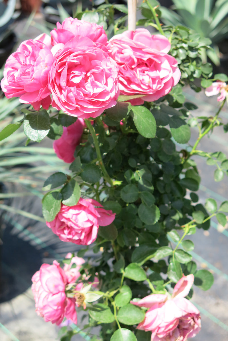 Rosa Trepadora "Allegro"