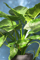 Manto de Eva o Alocasia