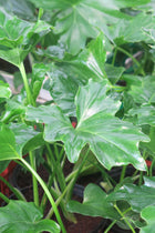 Philodendro Paraguayo