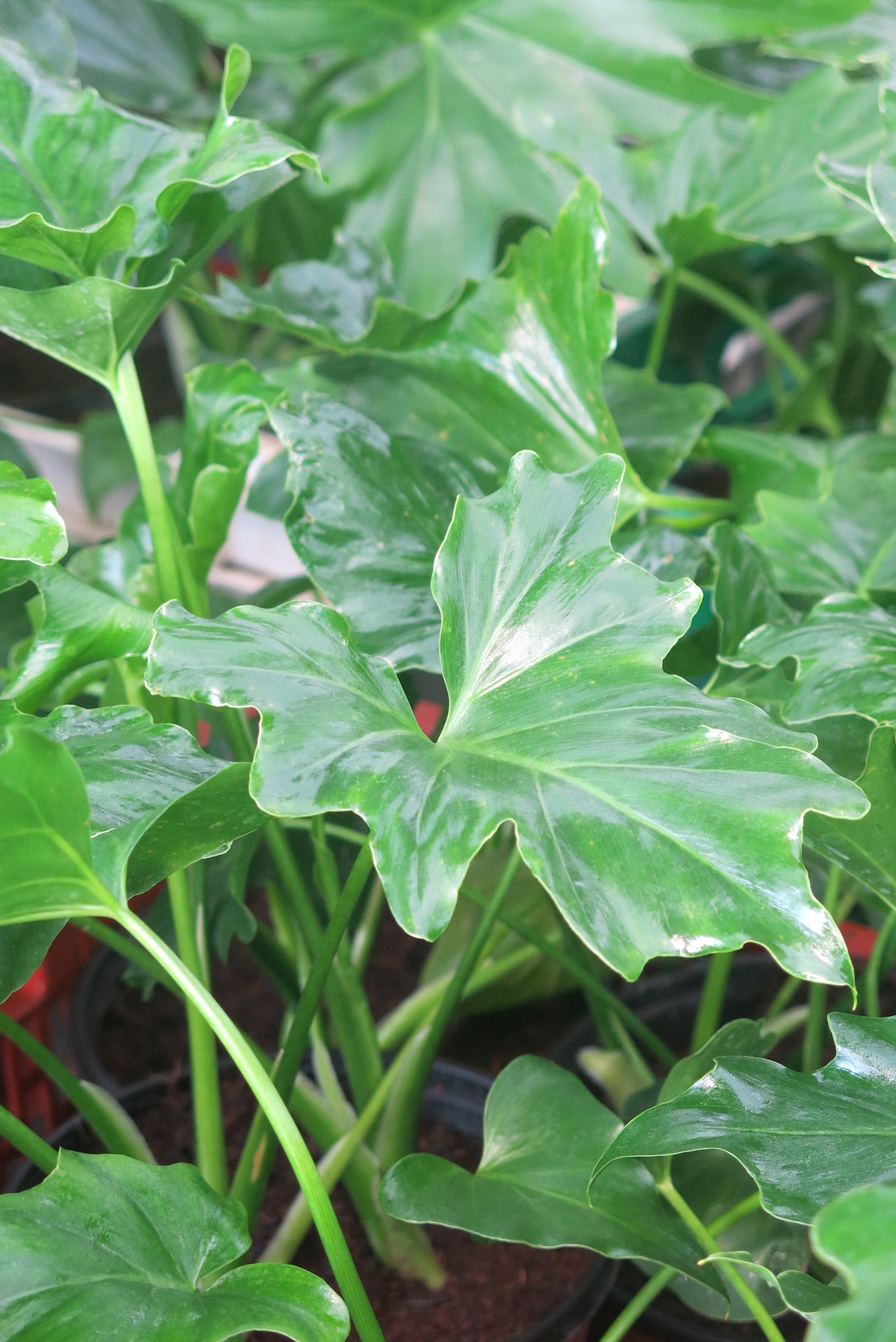 Philodendro Paraguayo