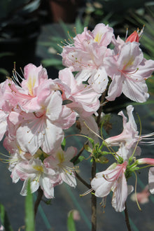 Azalea Mollis
