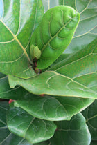 Ficus Lyrata