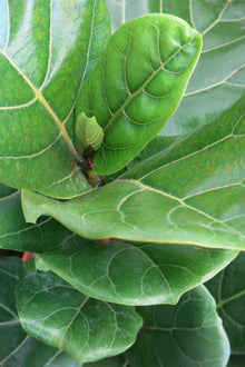 Ficus Lyrata