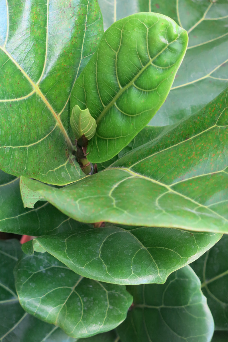 Ficus Lyrata