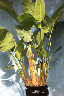 Strelitzia Nicolai