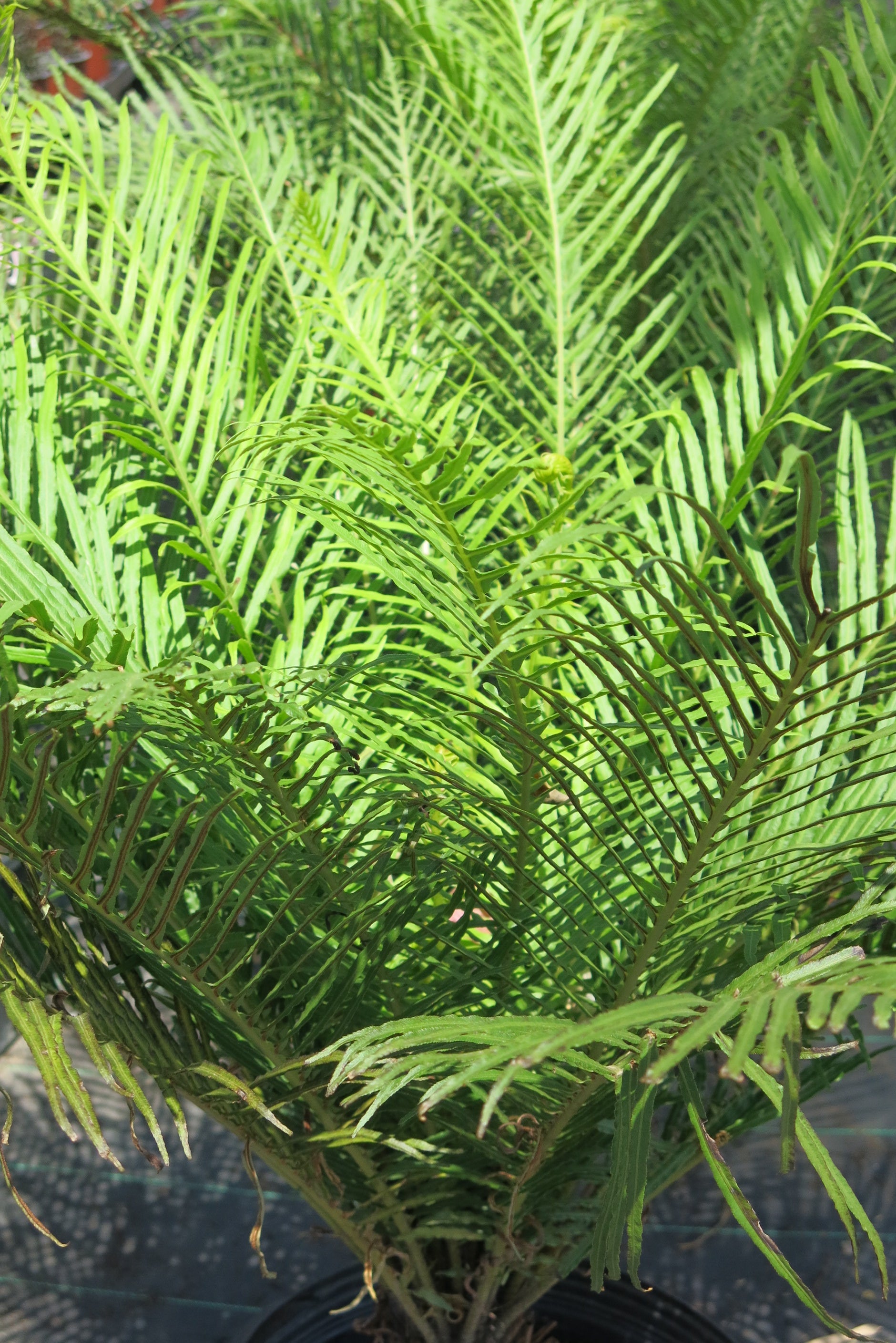 Helecho Blechnum