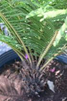 Helecho Blechnum