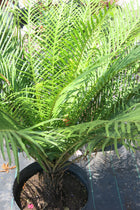 Helecho Blechnum