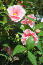 Camelias