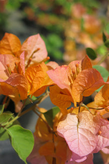 Bugambilia Naranja