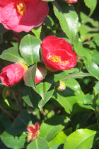 Camelias