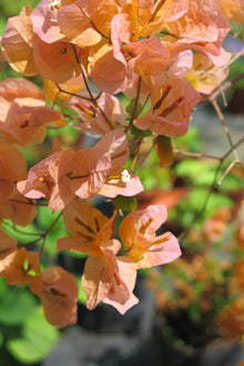 Bugambilia Naranja