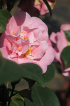 Camelias