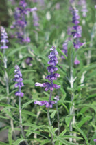 Salvia Leucantha Var Santa Barbara