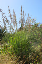 Paspalum Haumanii