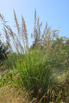Paspalum Haumanii