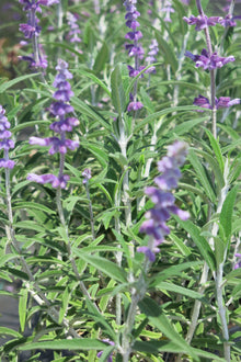 Salvia Leucantha Var Santa Barbara