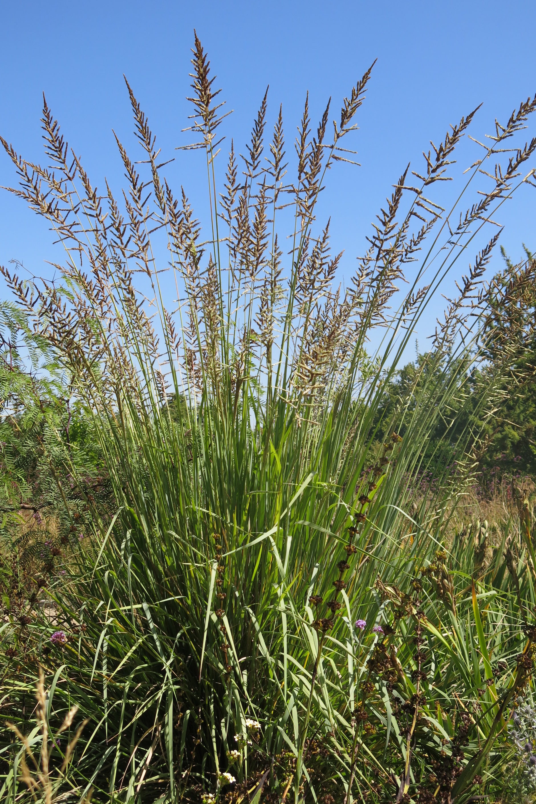Paspalum Haumanii