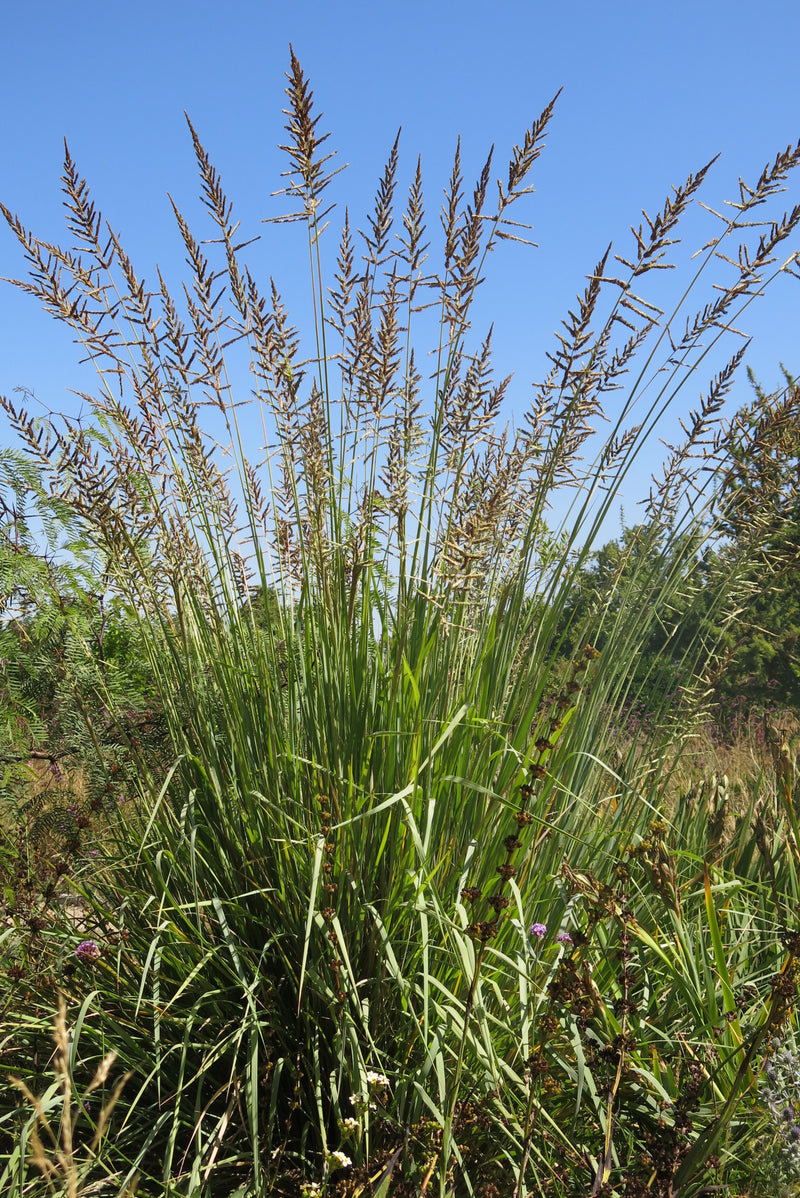Paspalum Haumanii