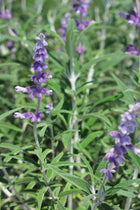 Salvia Leucantha Var Santa Barbara