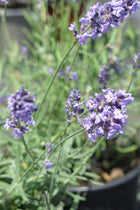Lavanda Angustifolia Ellagance Sky