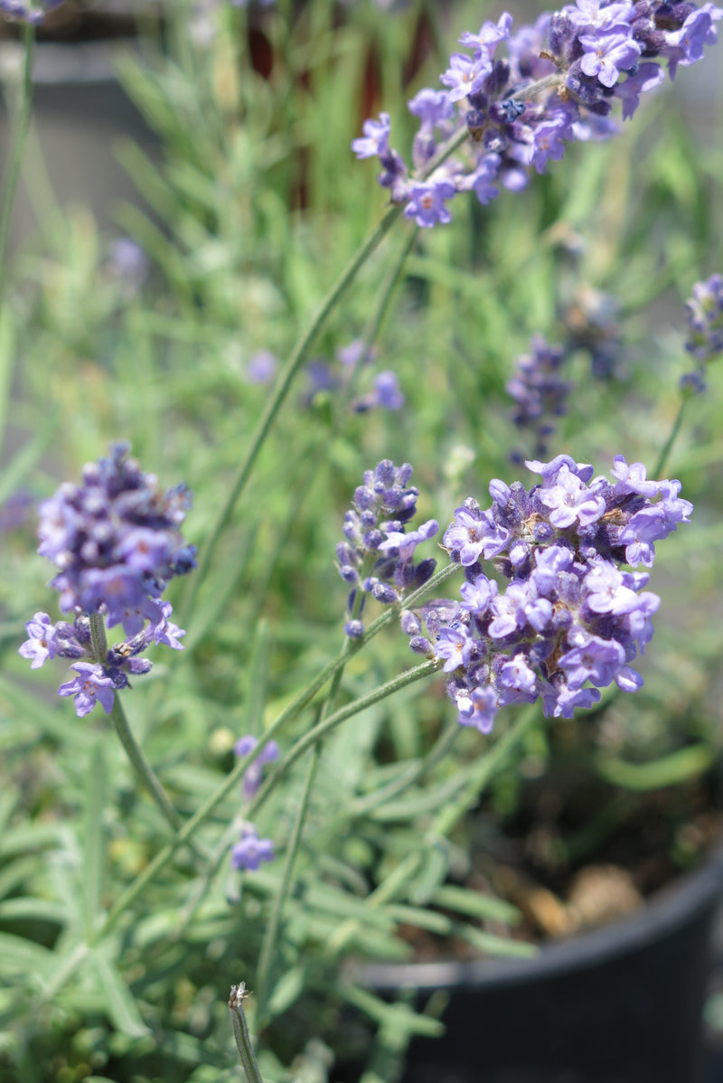Lavanda Angustifolia Ellagance Sky