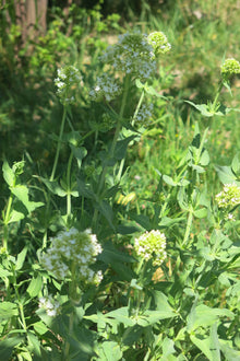 Valeriana - Centranthus Blanca