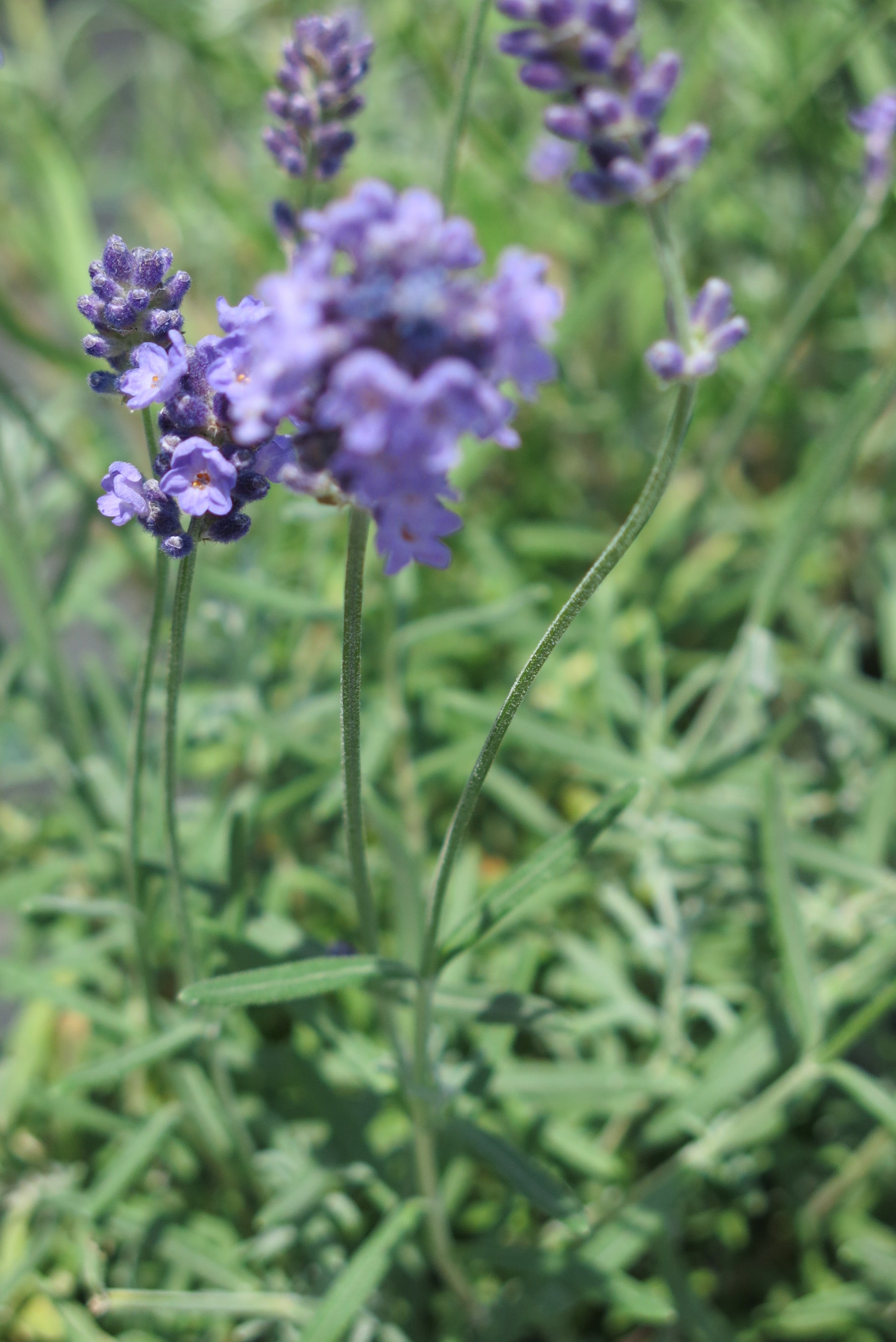 Lavanda Angustifolia Ellagance Sky
