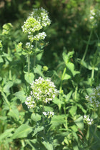 Valeriana - Centranthus Blanca