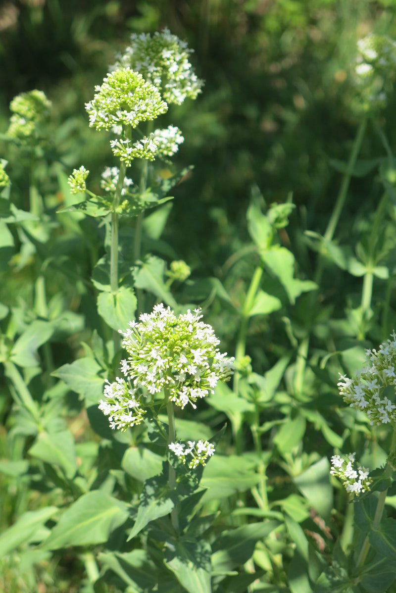 Valeriana - Centranthus Blanca