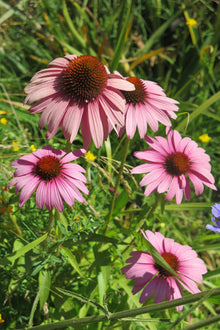 Echinacea Purpurea