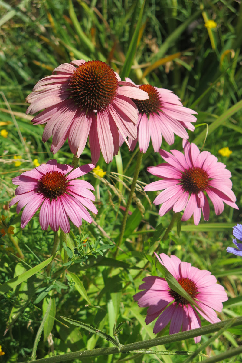 Echinacea Purpurea