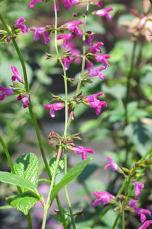 Salvia Chiapensis