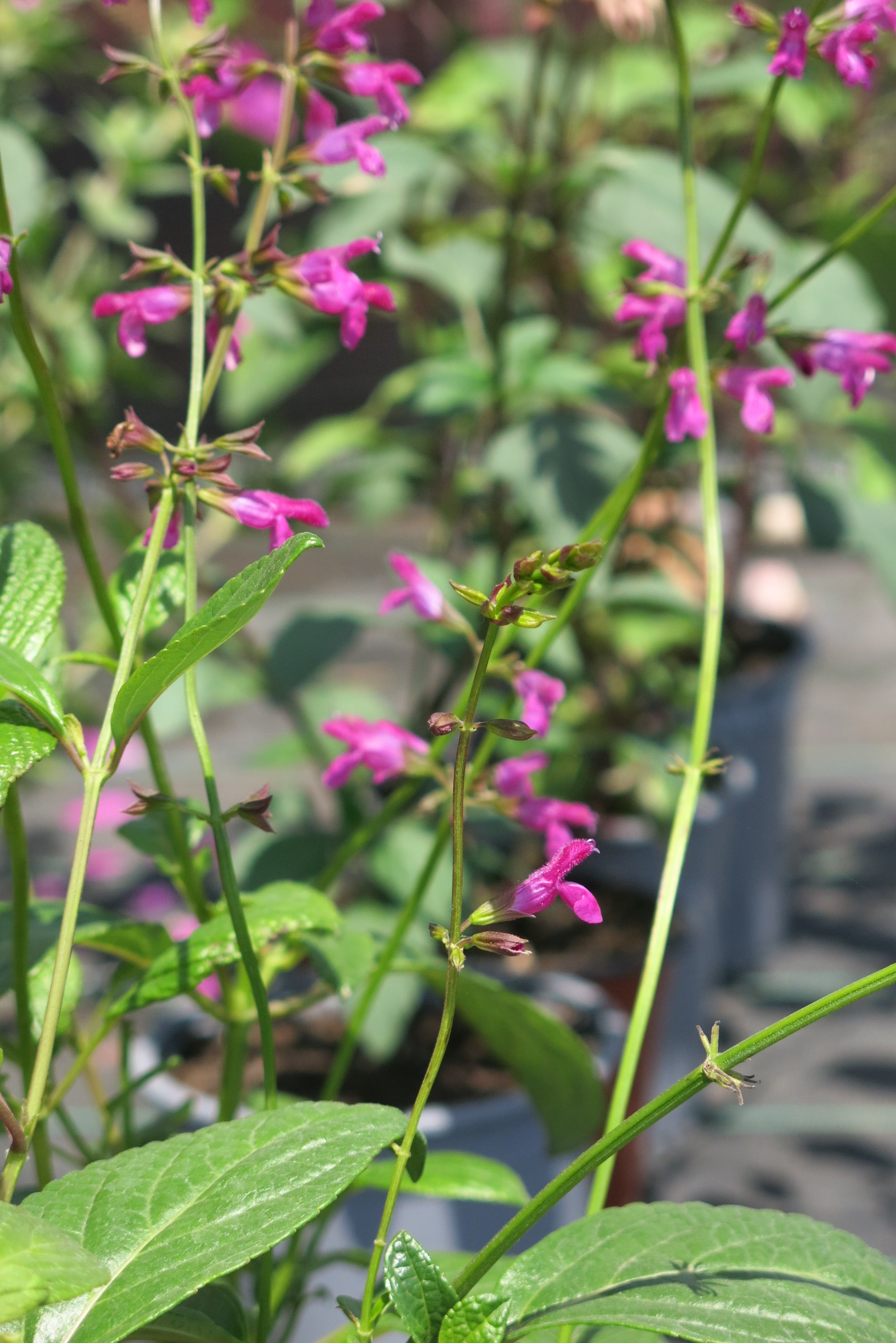 Salvia Chiapensis