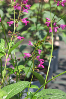 Salvia Chiapensis