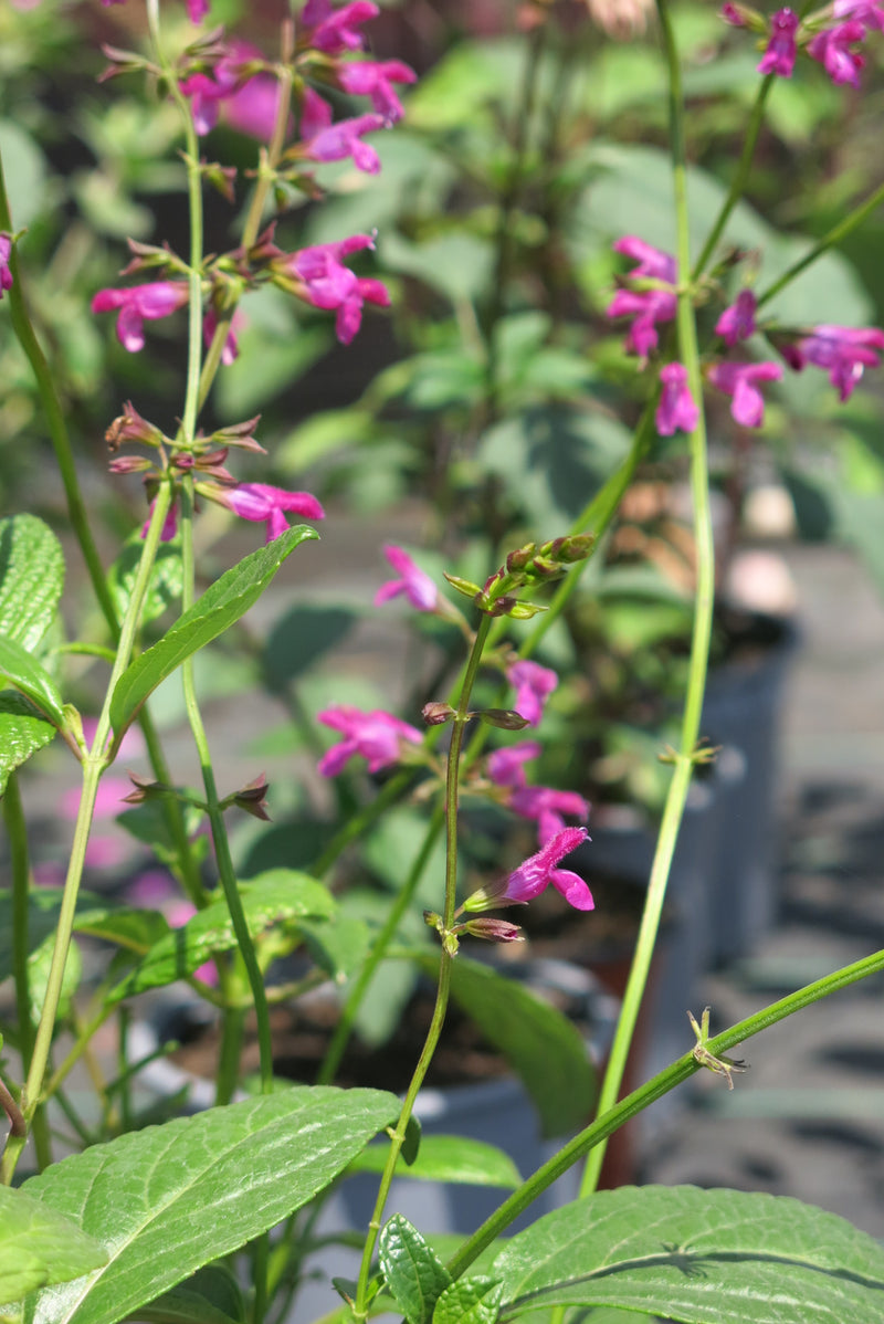 Salvia Chiapensis