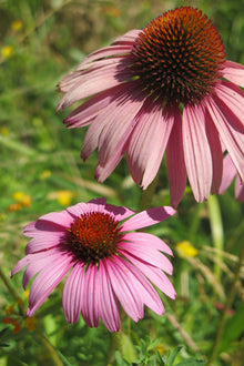 Echinacea Purpurea